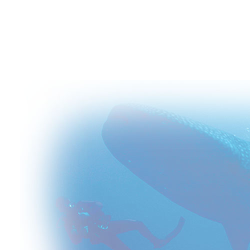 La Paz's whale shark, the biggest fish in the world.