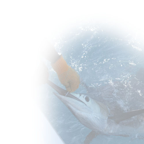 La Paz's world-class sportfishing tournaments