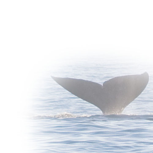 The Whales's Tail,
depicted in the arch at the entrance to La Paz