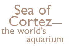 Sea of Cortez, the world's aquarium